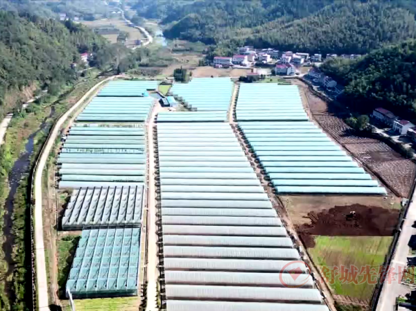 五顯鎮(zhèn)：黨建引領村級集體經(jīng)濟發(fā)展 賦能傳統(tǒng)農(nóng)業(yè)提質(zhì)升級